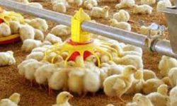 حمایت از مرغداران در قالب پرداخت تسهیلات/ افزایش ۷ درصدی جوجه‌ریزی در خردادماه